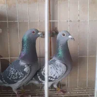 جفت پلاکی