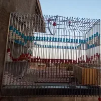 قفس سهره سقا