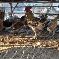 خروس