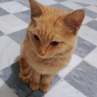 واگذاری گربه