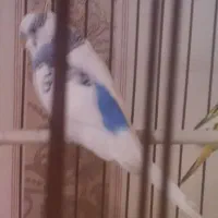 مرغ عشق