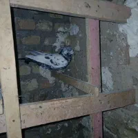 کبوتر تهرانی|حیوانات|خرم‌آباد, |دیوار