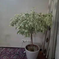 گل اپارتمانی بنجامین