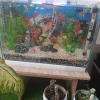 تعدادی ماهی و لوازم فروش میرسد