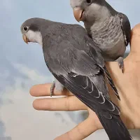 طوطی راهب  جفت 3ماهه رام رام