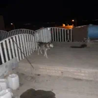 سگ هاسکی نژاد اصیل سیبری واگزاریم|سگ|مشهد, الهیه|دیوار