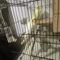 جفت عروس هلندی لوتینو