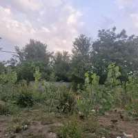 زمین مسکونی ۲۴۲ متر|فروش زمین و ملک کلنگی|رشت, پسیخان|دیوار