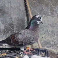 فروش ۳ عدد کبوتر