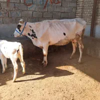 گاو گوساله دار|حیوانات مزرعه|گنبد کاووس, |دیوار