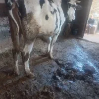 گاو ابستن با گوسالع ماده