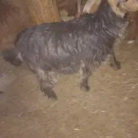 ۲ عدد کهره برا فروش