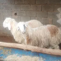 بره کهره بز میش|حیوانات مزرعه|مرودشت, ژیان|دیوار