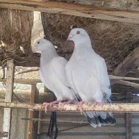 کبوتر رنگی و پلاکی