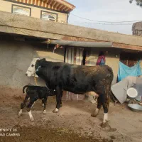 گاو شکم اول 16کیلو شیر میده گوساله ماده