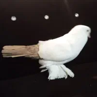 فروش کفتر