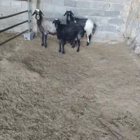 تعداد۳عددمیش|حیوانات مزرعه|نیاسر, |دیوار