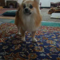 سگ پامرایین خالص ،شناسنامه دار