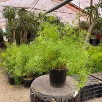 کارگر ساده گلخانه