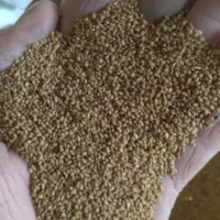 بذر یونجه پایه بلند