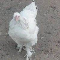 مرغ برهما معاوضه با بوقلمون وکبوتر|حیوانات مزرعه|بوکان, |دیوار