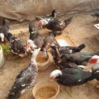 اردک اسرائیلی یا روسی|حیوانات مزرعه|رشت, سیا اسطلخ|دیوار