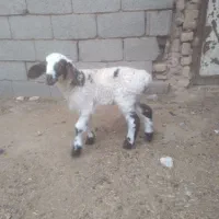 بره‌شیری‌فروشی