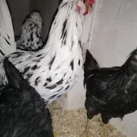 تخم گلین|حیوانات مزرعه|بروجرد, |دیوار