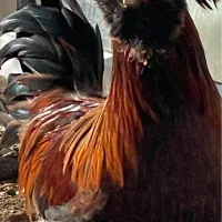 خروس سلطان|حیوانات مزرعه|سقز, |دیوار