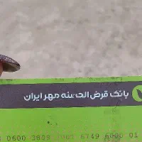 دام  زنده مهرسپه ملی موجود