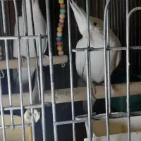 فروش چهار جفت عروس هلندی آلبینو مولد