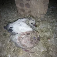 کبوترپرشی|پرنده|پاکدشت, پاکدشت (مامازند)|دیوار