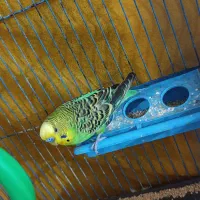 مرغ عشق|پرنده|خرمشهر, |دیوار