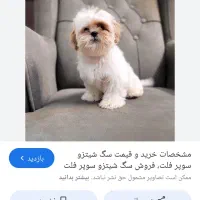 سگ شیتزو فلت ماده