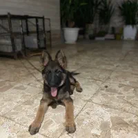 توله ژرمن ۴ماهه نر اصیل شیبدار|سگ|رشت, کوی حسینی|دیوار