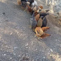 فروش جوجه مرغ