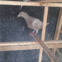 لونه چوبی و تخته