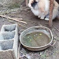 خرگوش|موش و خرگوش|رودسر, |دیوار