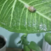 حلزون خاویار مکمل