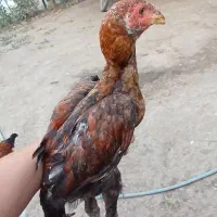جوجه خروس لاری