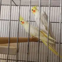 عروس هلندی مولد لوتینو|پرنده|چهارباغ, |دیوار