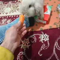 یک عدد خرگوش نر 40000