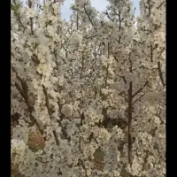 فروش باغ طرح عمان سامان