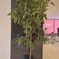 طراحی فضای سبز و باغبان و باغبانی با بهترین تعرفه|خدمات باغبانی و درختکاری|اصفهان, همدانیان|دیوار