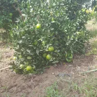 فروش پرتغال تامسون سر درخت