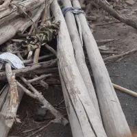 خریدار انواع چوب و کنده|خدمات باغبانی و درختکاری|تربتحیدریه, پائین ولایت|دیوار