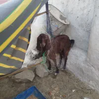 سه تا بز فروشی دوتا ماده یکی نر