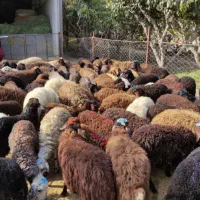 خوش طعم خوش پخت گوسفند زنده دشتی عشایری عقیقه