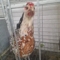 مرغ لری|حیوانات مزرعه|محلات, |دیوار