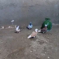 سلام درود بر کفتر باز ها چهار عدد کبوتر سالم